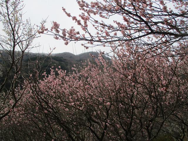 画像3: 2月の山旅会 湯河原城山 の下見に行ってきました!