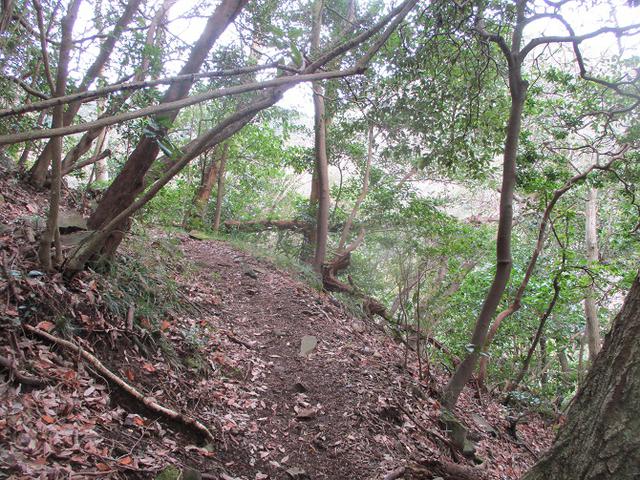 画像6: 2月の山旅会 湯河原城山 の下見に行ってきました!