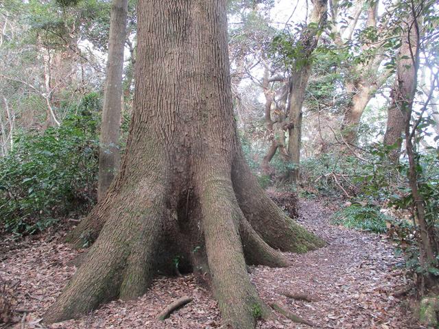 画像10: 2月の山旅会 真鶴半島ハイクと湯河原梅林 の下見に行ってきました!