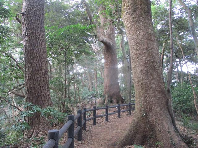 画像2: 2月の山旅会 真鶴半島ハイクと湯河原梅林 の下見に行ってきました!