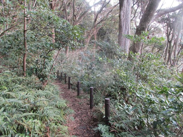 画像3: 2月の山旅会 真鶴半島ハイクと湯河原梅林 の下見に行ってきました!