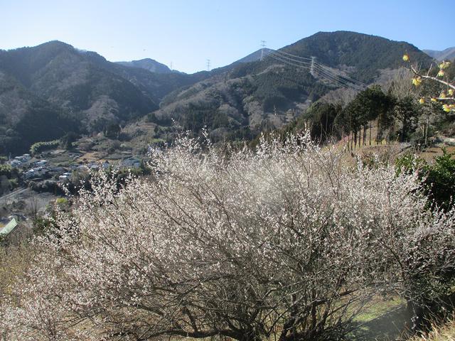 画像9: 2月17日に山旅会 シダンゴ山 ツアーにいってきました!