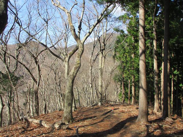 画像2: 2月17日に山旅会 シダンゴ山 ツアーにいってきました!