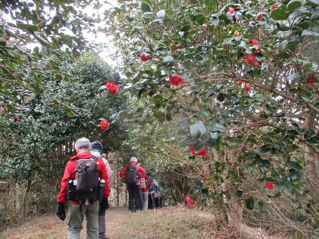 画像9: 2月12日に岡田ガイドのコースで千葉の 御殿山 へ行ってきました♪