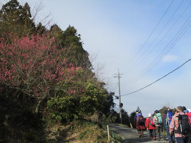 画像1: 2月12日に岡田ガイドのコースで千葉の 御殿山 へ行ってきました♪