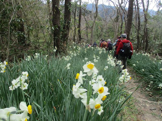 画像13: 2月12日に岡田ガイドのコースで千葉の 御殿山 へ行ってきました♪