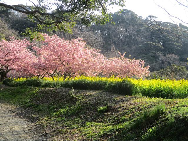 画像2: 3月の山旅会 大楠山から衣笠城跡 ツアーの下見に行ってきました!