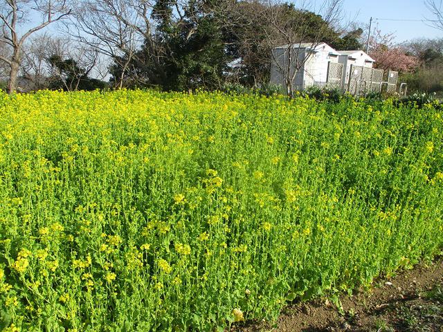 画像4: 3月の山旅会 大楠山から衣笠城跡 ツアーの下見に行ってきました!