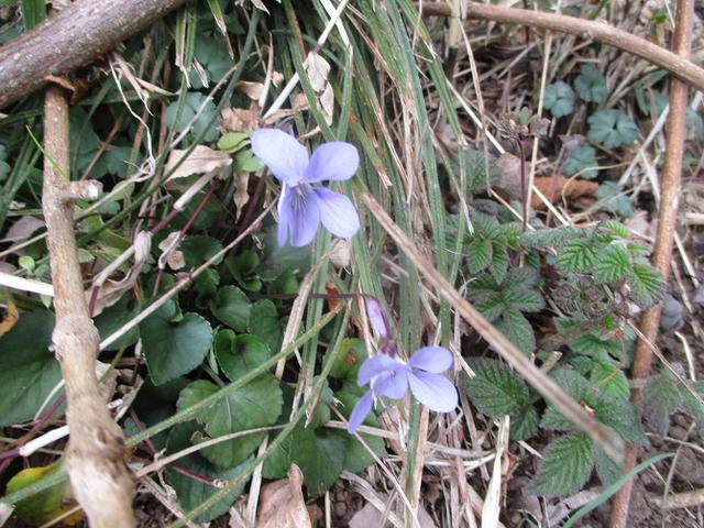 画像13: 2月22日に山旅会 仙元山から茅塚 ツアーに行ってきました!