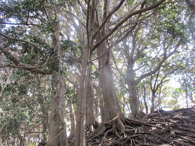 画像7: 2月22日に山旅会 仙元山から茅塚 ツアーに行ってきました!