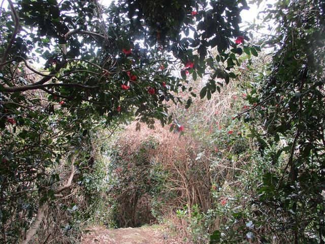 画像9: 2月22日に山旅会 仙元山から茅塚 ツアーに行ってきました!
