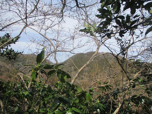 画像8: 2月22日に山旅会 仙元山から茅塚 ツアーに行ってきました!