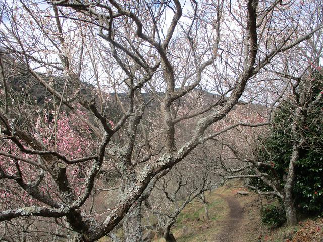 画像2: 2月28日に山旅会 湯河原城山 ツアーに行ってきました!