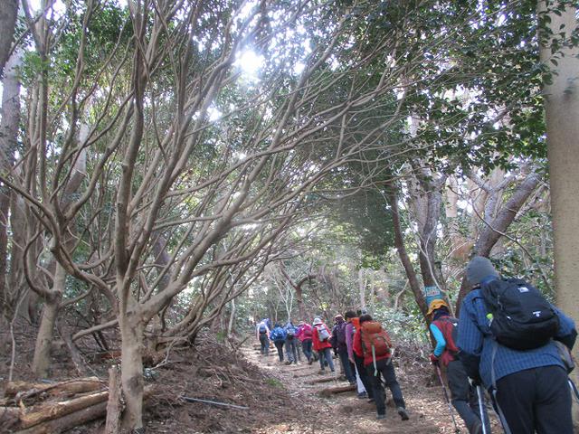 画像1: 岡田ガイドのハイキングコースで、 真鶴半島 へ行ってきました♪