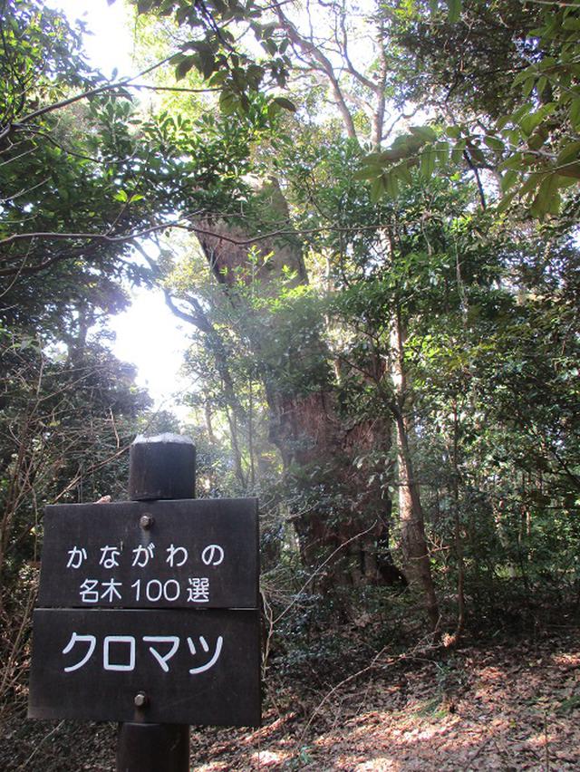 画像2: 岡田ガイドのハイキングコースで、 真鶴半島 へ行ってきました♪
