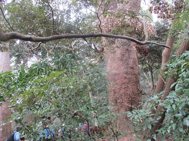 画像10: 岡田ガイドのハイキングコースで、 真鶴半島 へ行ってきました♪