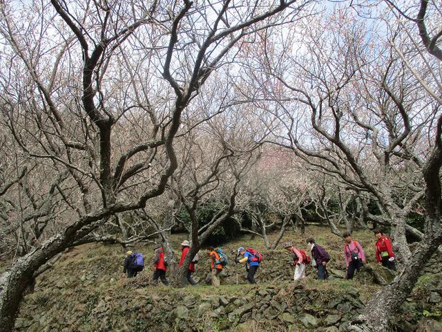 画像12: 岡田ガイドのハイキングコースで、 真鶴半島 へ行ってきました♪