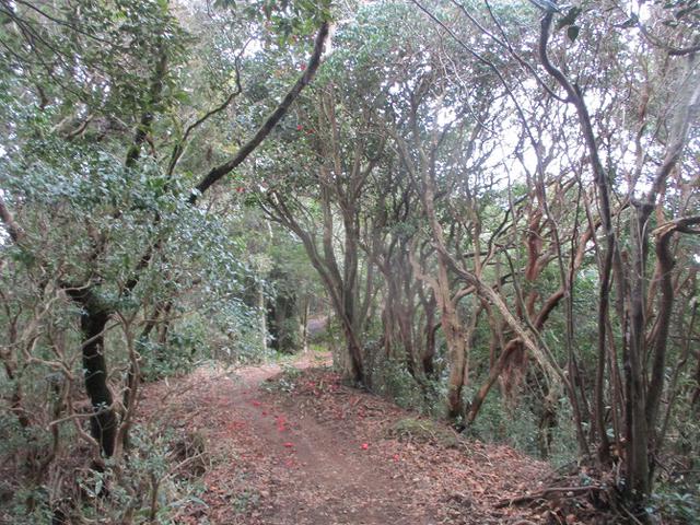 画像3: 3月の山旅会 岩戸山 の下見に行ってきました!