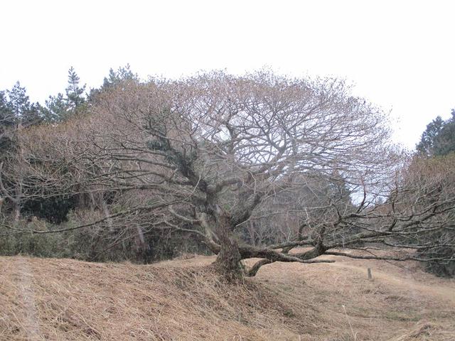 画像9: 3月の山旅会 岩戸山 の下見に行ってきました!