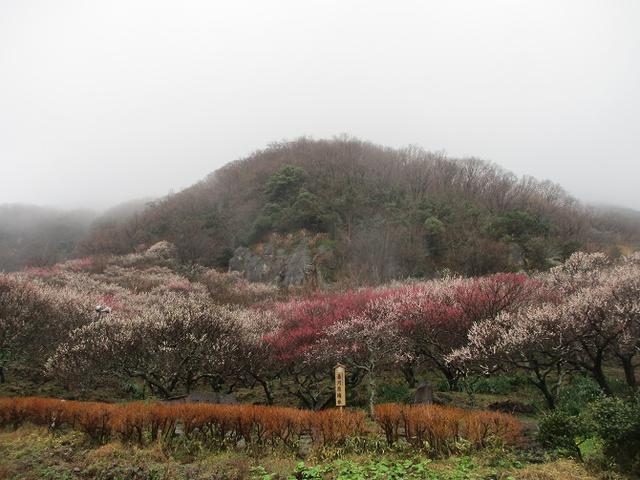 画像11: 3月2日に山旅会 幕山と南郷山 ツアーに行ってきました!
