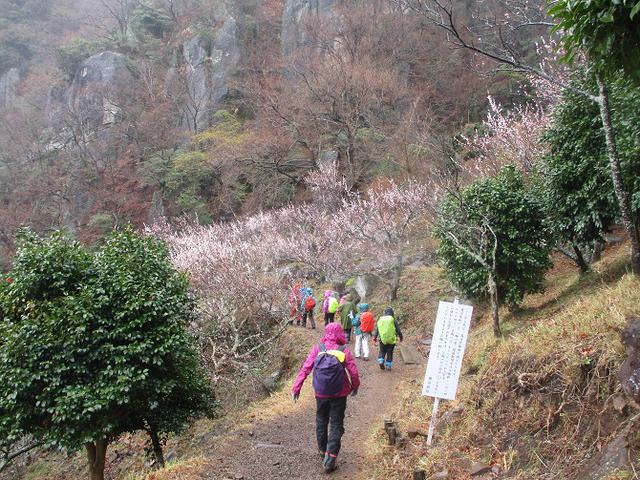 画像10: 3月2日に山旅会 幕山と南郷山 ツアーに行ってきました!