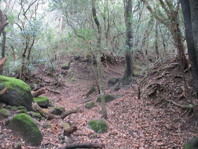 画像2: 3月の山旅会 岩戸山 の下見に行ってきました!