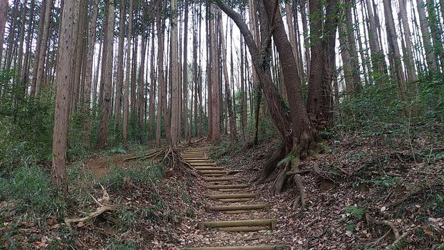 画像2: 3月の山旅会 仙元山から嵐山渓谷 ツアーの下見に行ってきました!