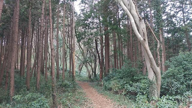 画像4: 3月の山旅会 仙元山から嵐山渓谷 ツアーの下見に行ってきました!