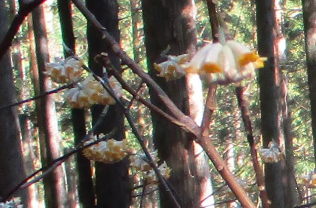 画像6: 3月9日に山旅会 高松山 ツアーに行ってきました!