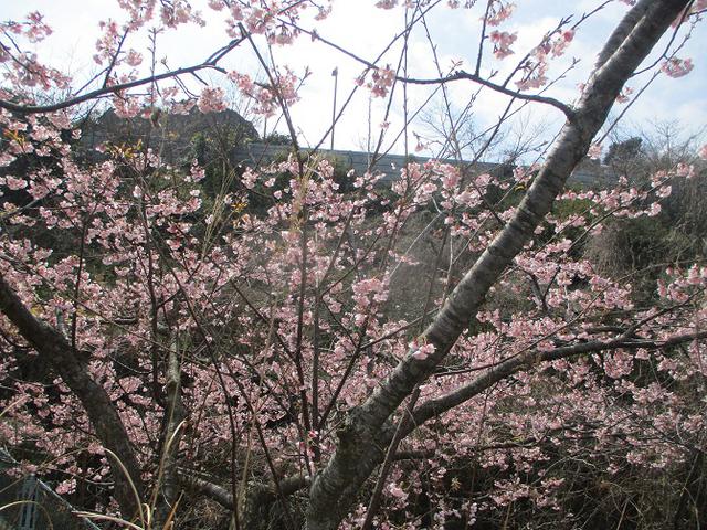 画像7: 3月7日に山旅会 大楠山から衣笠城跡 ツアーに行ってきました!