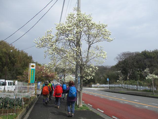 画像6: 3月7日に山旅会 大楠山から衣笠城跡 ツアーに行ってきました!