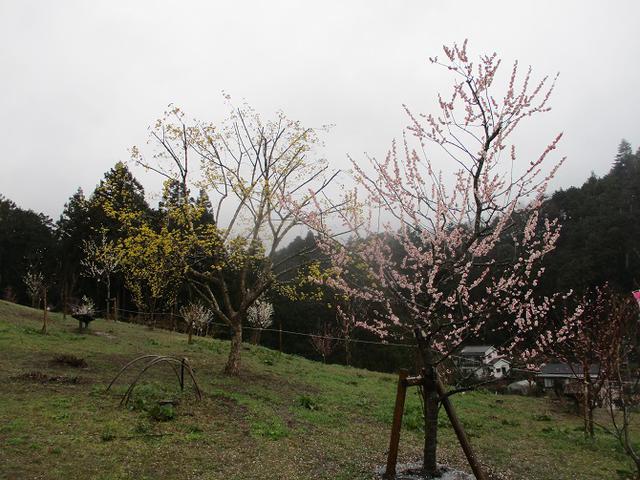 画像13: 4月の山旅会現地集合コース 天狗岩から要害山 の下見に行ってきました!