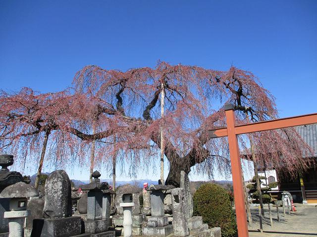 画像12: 4月の山旅会 神成山 の下見に行ってきました!