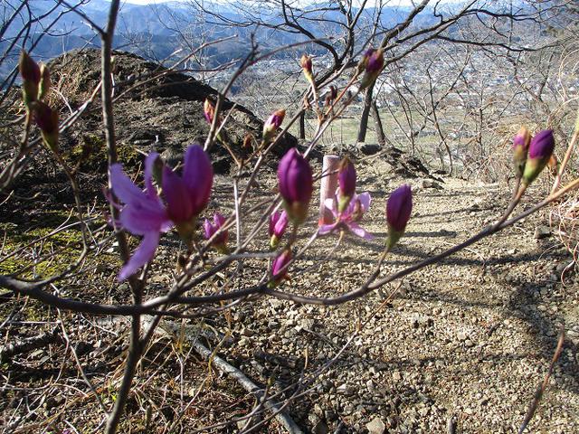 画像4: 4月の山旅会 神成山 の下見に行ってきました!