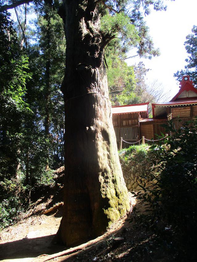 画像11: 4月の山旅会 神成山 の下見に行ってきました!