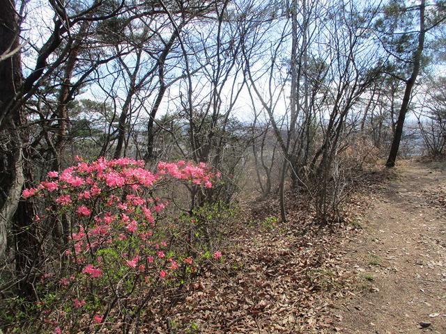 画像10: 4月の山旅会 両崖山から天狗山 ツアーの下見に行ってきました!