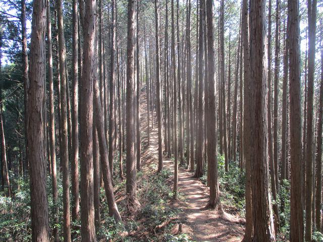 画像3: 企画素材を探して西武線沿線の 大高山から天覚山 を歩いてみました!