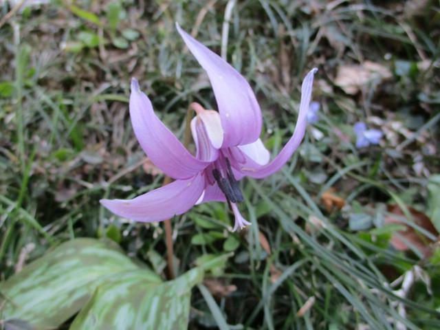 画像4: 4月の山旅会・現地集合ツアー西山峠から草戸山ツアーの下見に行ってきました!