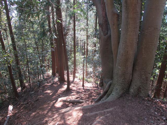 画像7: 企画素材を探して西武線沿線の 大高山から天覚山 を歩いてみました!