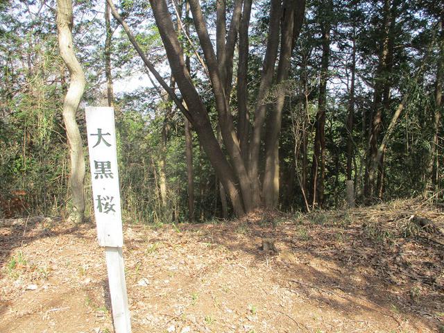 画像8: 4月の山旅会 雪入山 ツアーの下見に行ってきました!