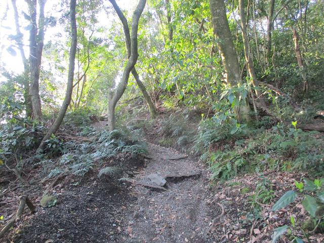 画像3: 来年春の企画素材を探して鹿児島県の 開聞岳 に行ってきました!