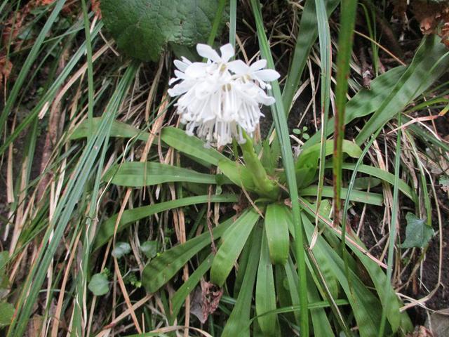 画像10: 来年春の企画素材を探して鹿児島県の 開聞岳 に行ってきました!