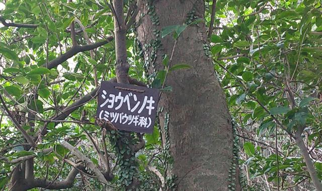 画像7: 来年春の企画の素材を探して鹿児島の 城山 に行ってきました!