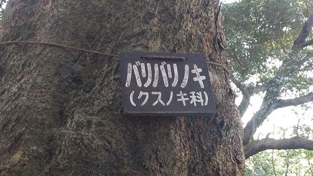 画像6: 来年春の企画の素材を探して鹿児島の 城山 に行ってきました!