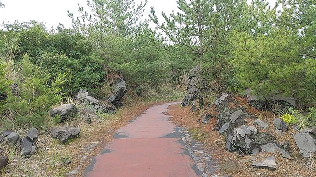 画像9: 来年春の企画の素材を探して鹿児島の 城山 に行ってきました!