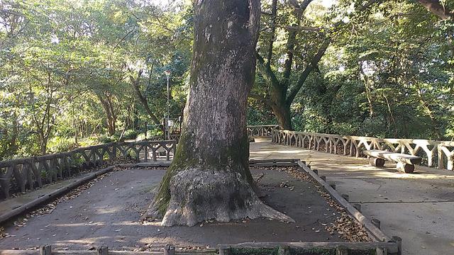 画像4: 来年春の企画の素材を探して鹿児島の 城山 に行ってきました!