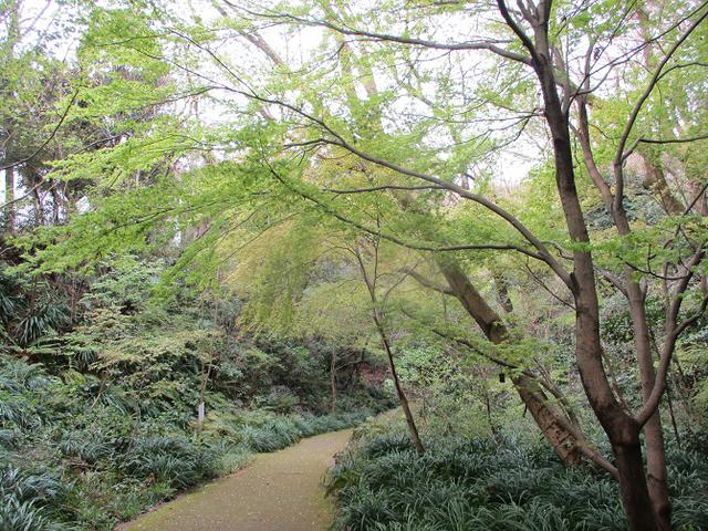 画像8: 本日は能見堂緑地から大丸山の下見のご報告です!