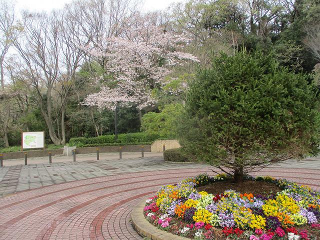 画像7: 本日は能見堂緑地から大丸山の下見のご報告です!