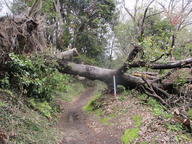 画像15: 本日は能見堂緑地から大丸山の下見のご報告です!