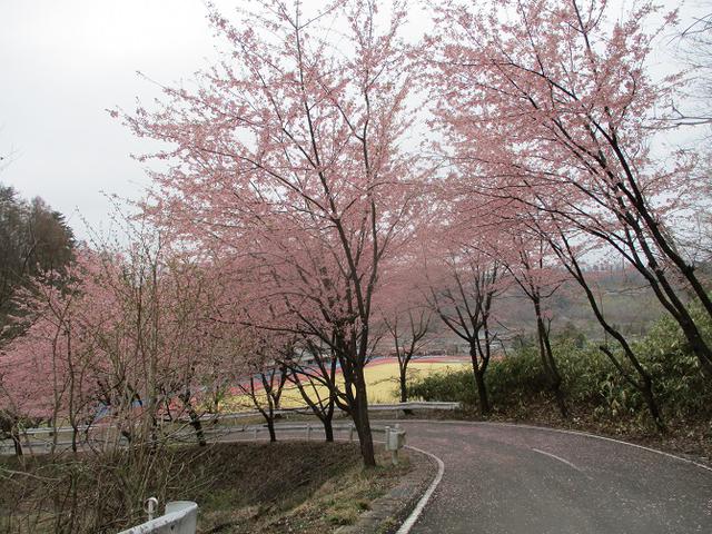 画像13: 来年春の企画の素材を探して 都留アルプス を歩いてみました!